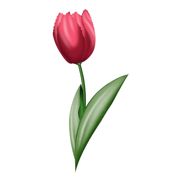 Vektorový Obraz Barvy Vody Růžový Tulipán Vektorová Ilustrace — Stockový vektor