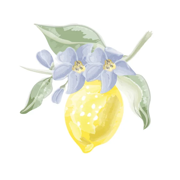 柠檬在有花的水彩画的枝头上 矢量说明 — 图库矢量图片