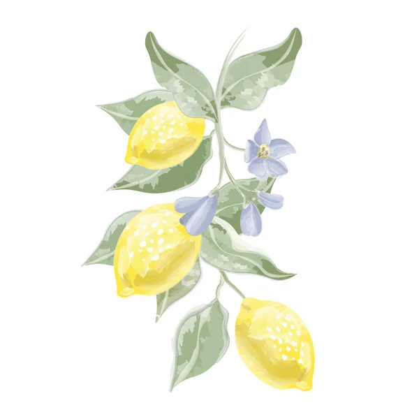 Composizione Ramo Limone Con Foglie Fiori Illustrazione Vettoriale — Vettoriale Stock