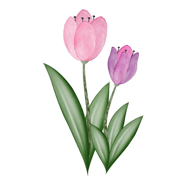Illusztrációja Két Vízszínű Tulipán Vektorillusztráció — Stock Vector
