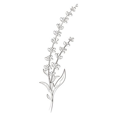 Tıbbi bitkiler eflatun elle çizilmiş vektör şeffaf arka plan. Vektör illüstrasyonu