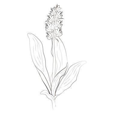 Tıbbi bitkiler elle çizilmiş vektör şeffaf arkaplan. Vektör illüstrasyonu