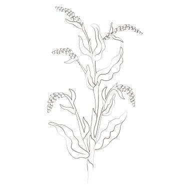 İlaç bitkileri Knotweed biberi elle çizilmiş vektör şeffaf arka plan. Vektör illüstrasyonu