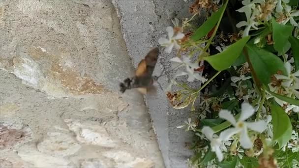 Kolibřík Jestřábí Macroglossum Stellatarum — Stock video