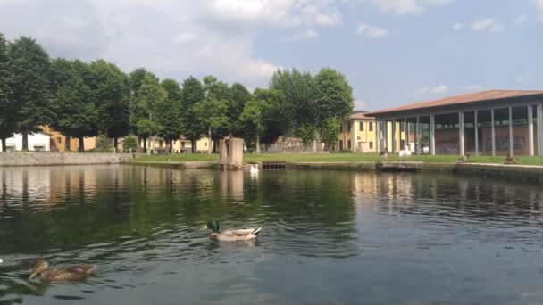 Χήνες Και Πάπιες Λίμνη Στην Πόλη Βερόνα Της Ιταλίας — Αρχείο Βίντεο