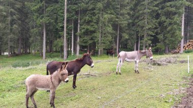 Donkeys on fileds on italian Dolomites clipart