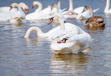 Güzel beyaz kuğular, her ikisi de ayrı ayrı gölde barış içinde süzülüyorlar..