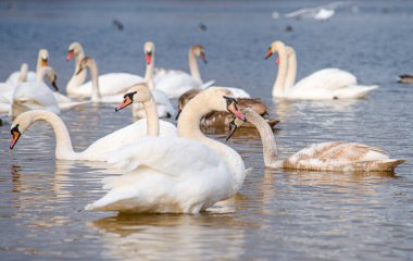 Güzel beyaz kuğular, her ikisi de ayrı ayrı gölde barış içinde süzülüyorlar..