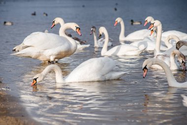 Güzel beyaz kuğular, her ikisi de ayrı ayrı gölde barış içinde süzülüyorlar..