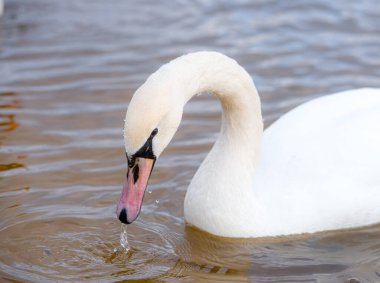 Zarif beyaz bir kuğu zarif bir şekilde boynunu suya eğiyor..