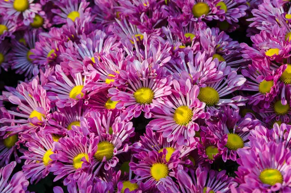 Πολύχρωμα Λουλούδια Στον Κήπο Είναι Κατάλληλα Φόντο — Φωτογραφία Αρχείου