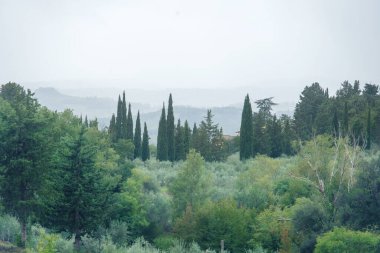 view from above on a typical landscape in tuscany with cypress trees with hill ranges in misty late summer, copy space