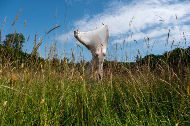 Genç, seksi, zarif bir kadın, tenine sarılmış bir beden, vücut şekillerini aydınlatan, yaz güneşi altında parlayan, çimlerin üzerinde canlı bir heykel gibi, elleri gökyüzüne uzanmış, boşluğu kopyalayan.