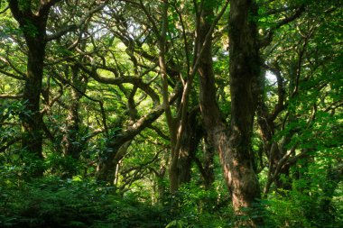 Jeju Adası 'ndaki bereketli ormanlarda bükülmüş ağaç gövdeleri ve yoğun yeşil yaprakları var. Güneş ışığı gölgelikten süzülerek canlı ve doğal bir orman atmosferi yaratır..