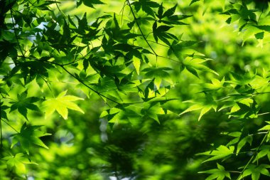 Güneş ışığı taze akçaağaç yapraklarının arasından süzülür yumuşak gölgeler ve canlı yeşil renkler bırakır. Doğada sakin bir an, ışık, derinlik ve huzur dolu..