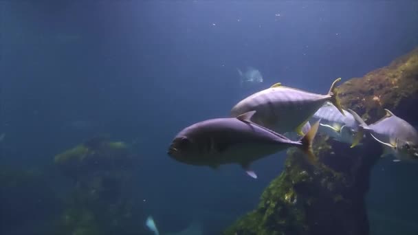 金枪鱼小学校在水下岩石附近游泳 金枪鱼鱼特写 — 图库视频影像