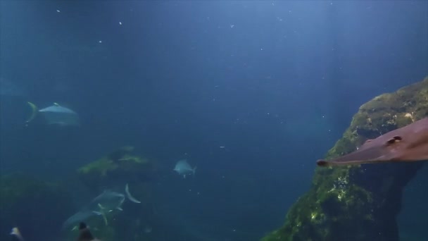 Shovelnose Guitarfish Swims Away Rhinobatos Productus Peixes Natação Perto Recife — Vídeo de Stock