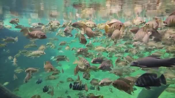 Tropikalna Szkoła Ryb Wiele Ryb Pływa Bardzo Wolno — Wideo stockowe