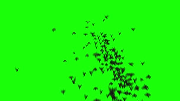Bando Pássaros Voa Para Frente Câmera Silhuetas Pássaros Voam Greencreen — Vídeo de Stock