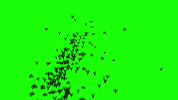 Стая Птиц Летит Вперед Камеры Силуэты Птиц Летают Гринскрине — стоковое видео