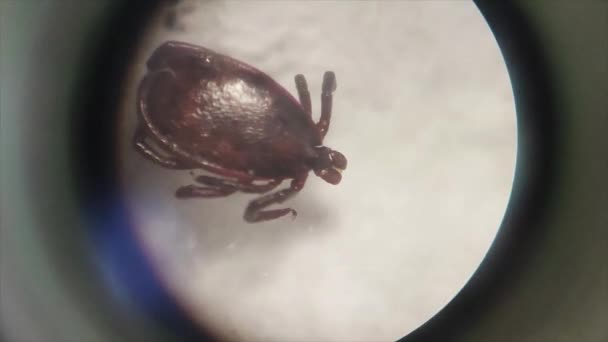 Acari Maytı Mikroskop Altında Ixodes Kenesi Kene Kaynaklı Hastalık — Stok video