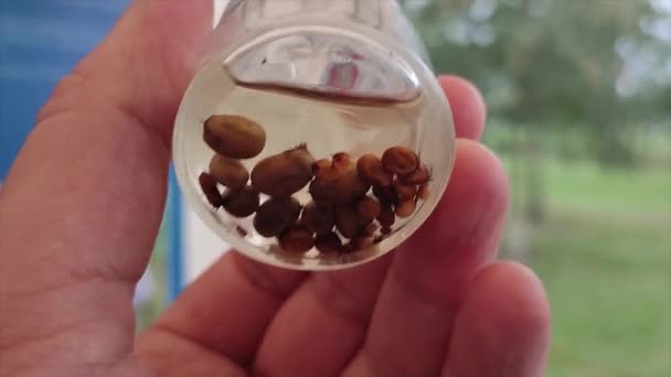Acari Milben Glas Ixoden Ticken Von Zecken Übertragene Krankheit — Stockvideo