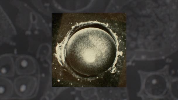 Hücre Bölünmesi Mitoz Aşamaları Üreme Klonlama Süreci Retro Kitap Taraması — Stok video