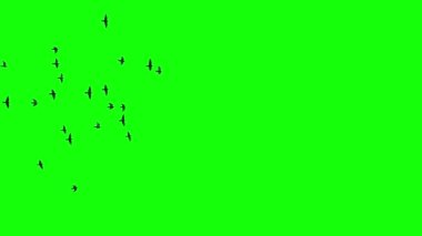 Bir grup siyah kuş soldan sağa uçuyor, bir grup güvercin kroma anahtar yeşil ekran. Göç eden kuşların siluetleri gökyüzünde hareket halinde. Serçeler ya da Kırlangıçlar. VFX bileşimi için.