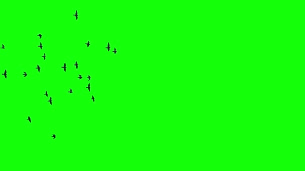 右に飛んでいる黒い鳥の群れ 鳩のクロマキーグリーンスクリーンです 遠くの空を移動する鳥のシルエット スパロウズかスワローズ Vfxを構成するため — ストック動画