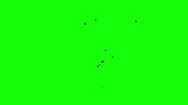 Bir kara kuş sürüsü gökyüzünde özgürce daireler çizerek rüzgarı yakalıyor. Krom anahtar yeşil ekran arka planı. Göç eden kuzgunların siluetleri hareket halinde. VFX bileşimi için