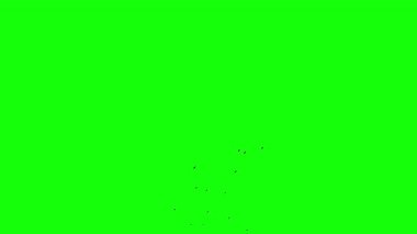 Sağdan sola doğru uçan bir grup siyah kuş, bir grup güvercin kroma anahtar yeşil ekran. Göç eden kuşların siluetleri gökyüzünde hareket halinde. Karga mı Kırlangıç mı? VFX bileşimi için