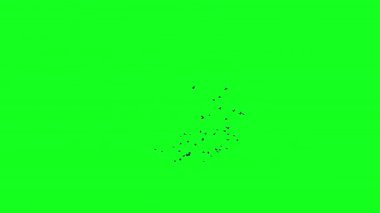 Bir grup siyah kuş tepeden tırnağa uçuyor, bir grup güvercin kroma anahtar yeşil ekran. Göç eden kuşların siluetleri gökyüzünde hareket halinde. Karga mı Kırlangıç mı? VFX bileşimi için