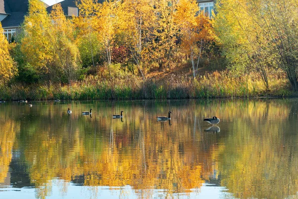 在一个小镇的湖中 一群加拿大黑头鹅在游泳 — 图库照片