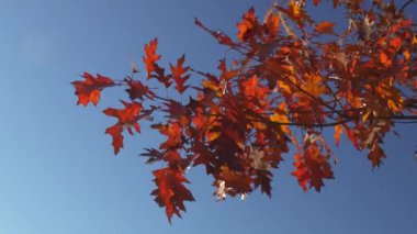  Sonbahar yapraklarıyla hışırdayan bir meşe dalı mavi, bulutsuz bir gökyüzüne karşı