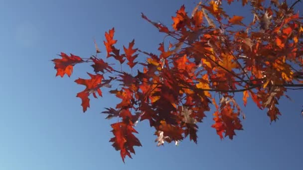 青い雲のない空に対して 秋の葉を持つオークの枝が擦れる — ストック動画