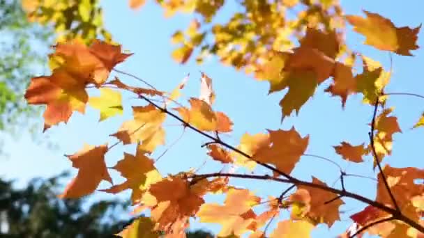 Keindahan Layu Cabang Maple Dengan Daun Emas Bergoyang Dalam Angin — Stok Video