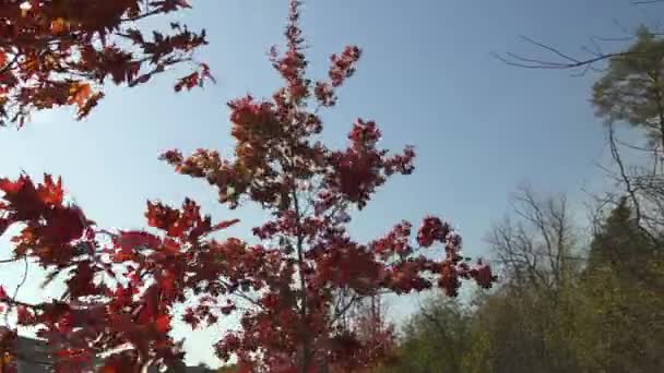 青空をバックライトに強い秋の風の中で濃い赤もみじ — ストック動画