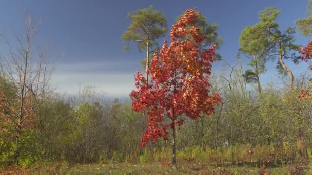 소나무를 배경으로 바람에 살아가는 — 비디오