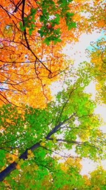 Slowly rotating autumn treetops against a blue sky with white clouds