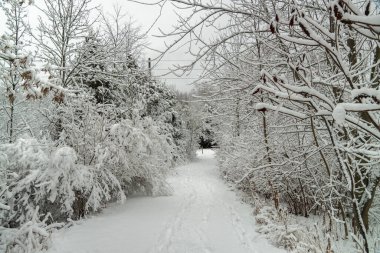 Durgun havada bembeyaz ağaçlar ve çalılar yumuşak karla kaplıdır.