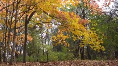 Ekim, bir çift siyah başlı Kanada kazları şehir göletinde dinleniyor. 