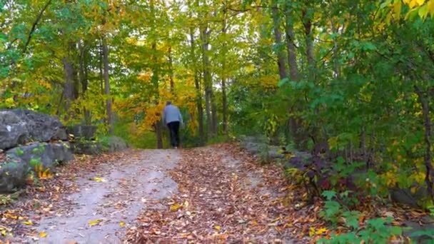Ekim Bir Çift Siyah Başlı Kanada Kazları Şehir Göletinde Dinleniyor — Stok video