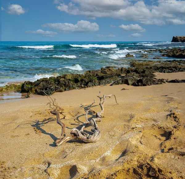 Panorama of the sea with coastal rocks and a bizarre snag on the sand