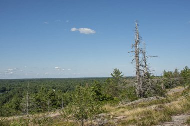 Ufuk çizgisine uzanan yeşil bir ormanın arka planında kuru bir çam ağacı var.