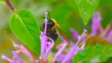 Büyük, kıllı bir yaban arısı, nektar aramak için pembe çiçeklerin arasında sürünür..