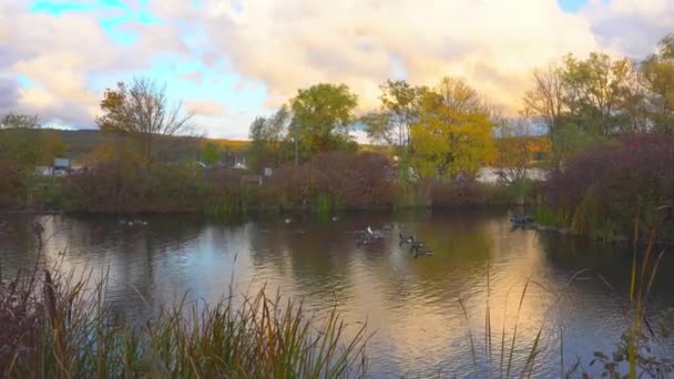 Duck Creek Penuh Bebek Dan Angsa Kanada Taman Kota — Stok Video