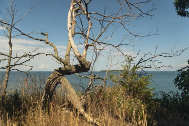 Gökyüzüne karşı ön planda kuru bir ağaç olan bir gölün manzarası.