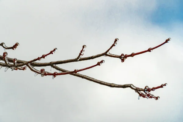 雨霜过后被冰覆盖的树枝 — 图库照片