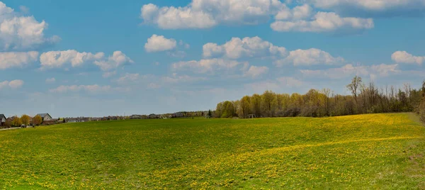 Sárga Pitypangok Virágoznak Zöld Mezőn Kék Alatt Fehér Felhőkkel — Stock Fotó