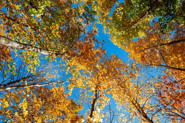 青空を背景に 色とりどりの葉を持つ背の高い秋の紅葉の頂上 ロイヤリティフリーのストック画像